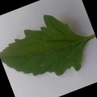 leaf test3 project thumbnail