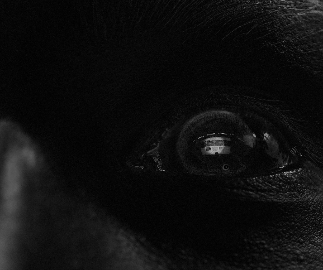 Eye_0810 Object Detection Dataset by Ayatotakemuralab