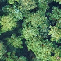 forest trees project thumbnail