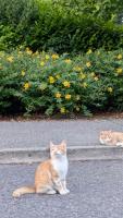 kucing-detection project thumbnail