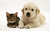 deteksi anjing project thumbnail