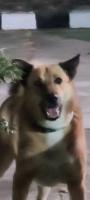 CS Dog Detection project thumbnail