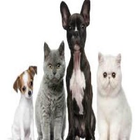 Wildlife_Enchroachment project thumbnail