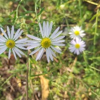 Chrysanthemum project thumbnail