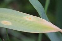 onion-crop-leaf-roi project thumbnail