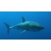 Sharks project thumbnail