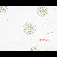 Molecules project thumbnail