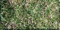 ĐỒNG CỎ project thumbnail