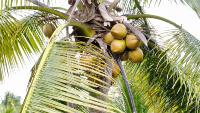 Clumped Coconuts project thumbnail