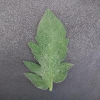 Tomato(Plant Village&Google Image fined tune&gi unseen)  project thumbnail