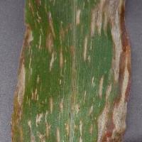 Corn_disease_detection project thumbnail