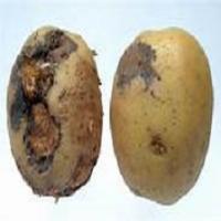Potato-Disease project thumbnail
