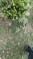 Weed Detection in Agricultural F project thumbnail
