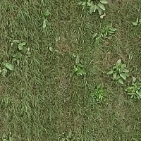 Parthenium project thumbnail