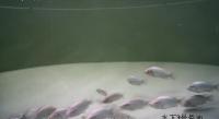 Fish Feeding Behaviour Classifie project thumbnail