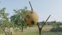 big pear tree project thumbnail