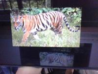 Animal detection project thumbnail