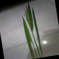 ODPadiJagungGhozi project thumbnail