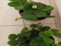 plants comparison project thumbnail