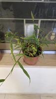 plant trial  project thumbnail