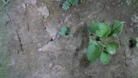 Weeds and Crop Detection v2.0 project thumbnail