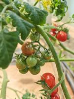 tomato project thumbnail