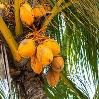 Bidarahalli coconuts project thumbnail