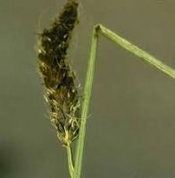 wheat_crop project thumbnail