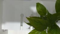 Plant Leaf Detection project thumbnail