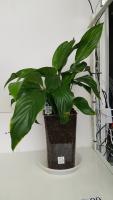 Plant side detection project thumbnail