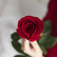 Type of Rose project thumbnail