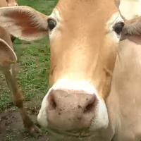 cow_muzzle project thumbnail