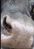 Detector_CowMuzzle project thumbnail