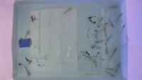 shrimp feed 2 project thumbnail