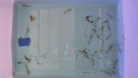 shrimp_feed project thumbnail