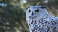 Animal Detection project thumbnail
