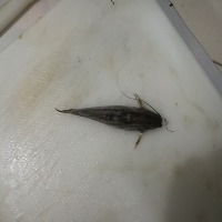 fish detection project thumbnail