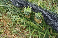 C3_pineapple project thumbnail