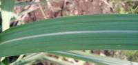 Sugarcane Leaf Disease Dataset project thumbnail
