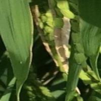 Bacterial Leaf blight  project thumbnail