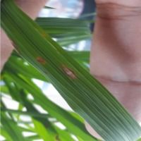 Group5-Rice Leaf Disease Datasets project thumbnail