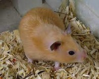 hamster project thumbnail