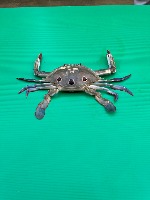 crab-dataset project thumbnail