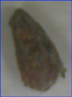 Cacao project thumbnail