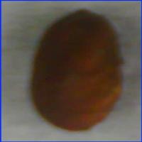 Cacao Detection project thumbnail