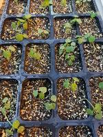 Weed Emergence project thumbnail