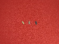 Quality of Unhusked Rice  project thumbnail
