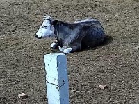 cow-p project thumbnail