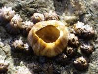 SEA_PROJECT_OBJECT_DETECTION project thumbnail