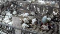 PROJECT DETEKSI AYAM project thumbnail